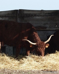 Saler mother cow