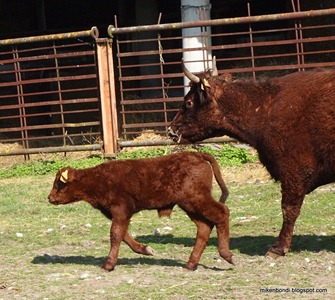 Gordito the calf