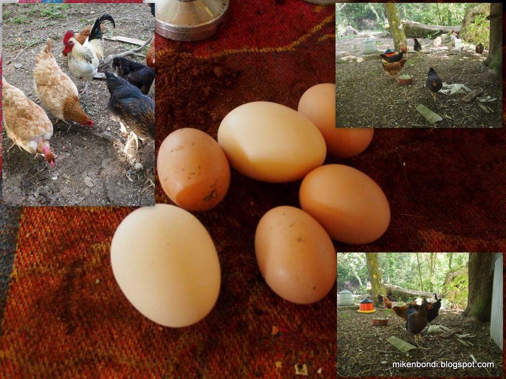 [2011-05-03 I haz chickens and eggz[4].jpg]