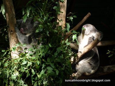 feeding koala