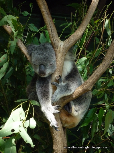 koala head in tree fork