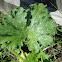 Zucchini Plant (courgette)