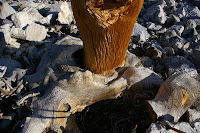 IMGP0027.JPG