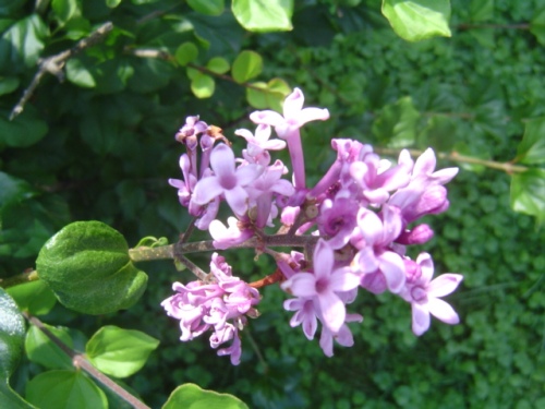 image of lilac blossom