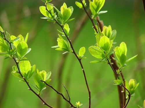 [spring[5].jpg]