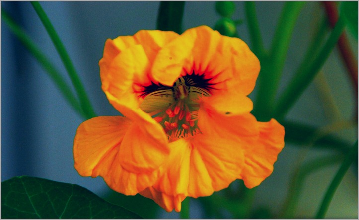 Ένα λουλούδι από τον κήπο. -- A flower from the garden