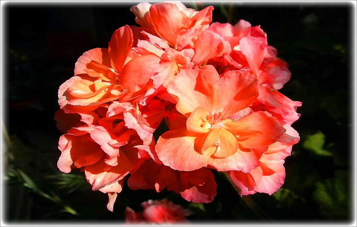photo-mihalisthalassis-halkida – Ένα όμορφο λουλούδι, γεια μια όμορφη ημέρα