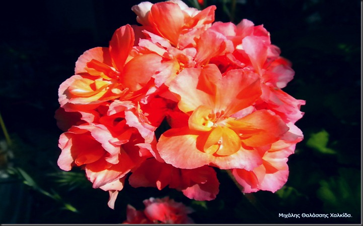 Ένα όμορφο λουλούδι στον κήπο μου  - A beautiful flower in my garden