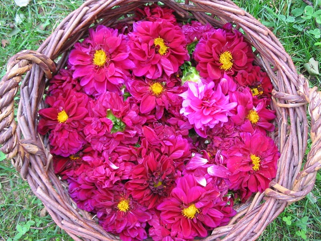 [Dahlienblüten[5].jpg]