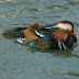 Canard mandarin_0913.jpg, Un canard mandarin Si les oiseaux vous intéressent je vous invite à visiter mon site où vous pourrez voir mes photos d'oiseaux http://www.flickr.com/photos/judith_lessard, Chine
