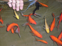 I'm gonna get you little fishie!