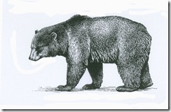 ursus arctos ursus arctos