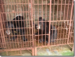 VietBears 002