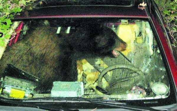 [20100726_orso-guidatore[3].jpg]