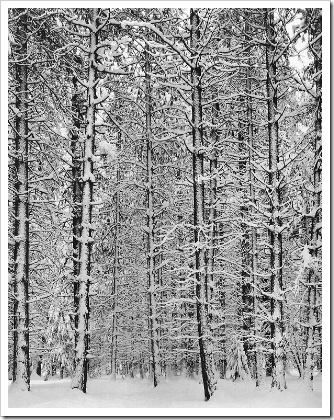 Фотограф Ансель Адамс prosvit-photo_ansel-adams_Trees-and-Snow Фотограф Ансель Адамс prosvit-photo_ansel-adams_Trees-and-Snow
