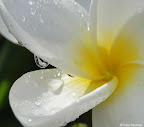 Nature in Belize Slideshow