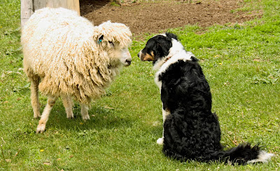 Risking the Gauntlet... - Sheep