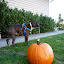 The pumpkin wraps Winston up.