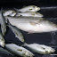 DSC01695.JPG