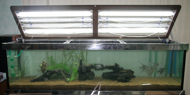 [Acquario 3[4].jpg]
