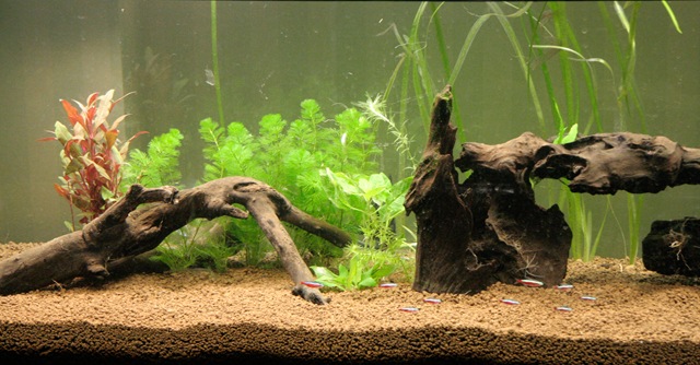 [Acquario 6[4].jpg]
