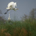 DSC02933.JPG, Kranich im Anflug am Okavango, Best of 2009