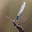 Blue Ringtail