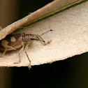 Spotted Weevil