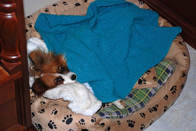 [Sasha in bed - blog[8].jpg]