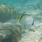 Lined Butterflyfish