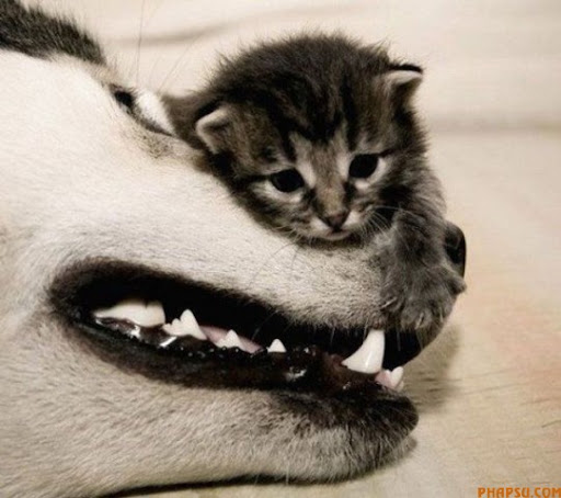 cute_moments_of_640_18.jpg