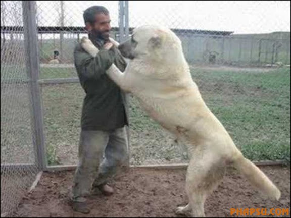 the-biggest-dogs01.jpg