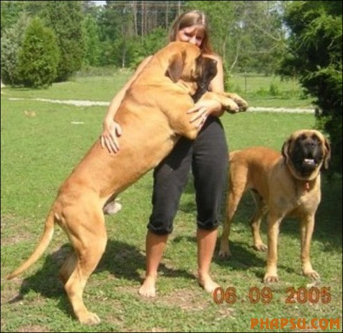 the-biggest-dogs05.jpg