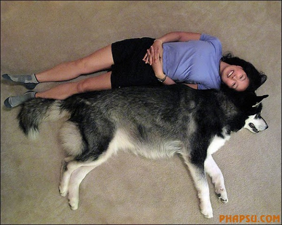 the-biggest-dogs08.jpg