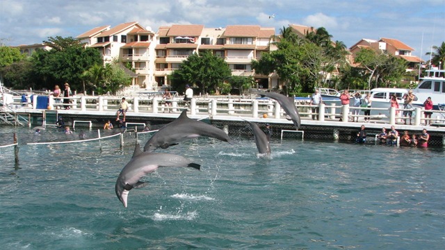 [Dolphins[9].jpg]