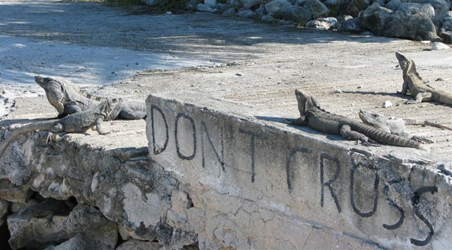 [Palmul_Iguanas[4].jpg]