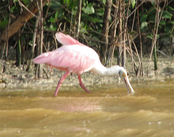[MX09_Celestun_Spoonbill3.jpg]