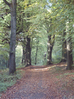 šuma