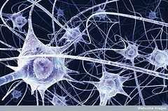 [neurons[2].jpg]