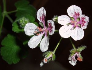 Erodium Pelargoniflorum