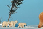 [BearBeginnings[2].jpg]