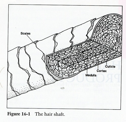 [HellaciousHair207[3].jpg]
