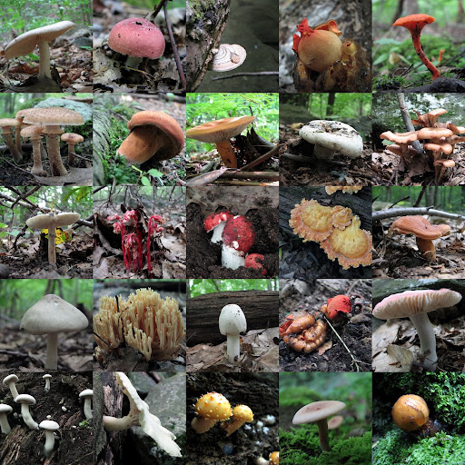Mushroom montage, from the Michael Ciaiola Conservation Area