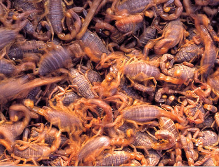 [صورة: insects2.jpg]