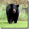 AmericanBlackBear