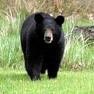 [AmericanBlackBear[3].jpg]
