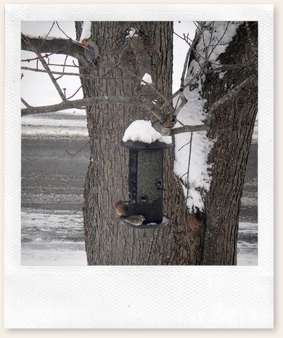 Flicker and Friend 001 Flicker and Friend 001