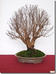 EUK Potentilla Lydie Carpentier 2