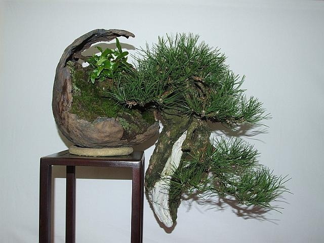 [EUK Pinus nigra JP Polmans 5[2].jpg]