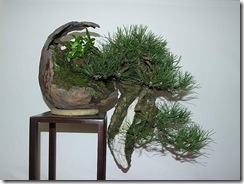 EUK Pinus nigra JP Polmans 5